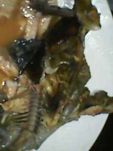 disgusting worm infested rot foodr fish they relish 7