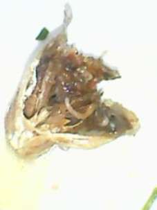 fish cooked with worms 7