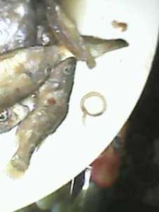 market stench fish cooked with worms 7