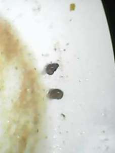 unwashed soiled snails dagaa 7