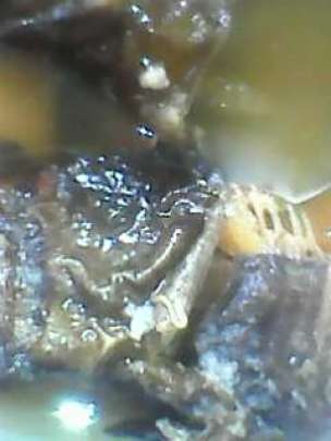 worm infested okoko fish 5