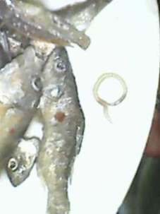 maggot fish cult 2